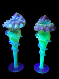 Antique Pair of Uranium Glass Jack in the Pulpit Vases | Victorian Cranberry Opalescent Art Glass